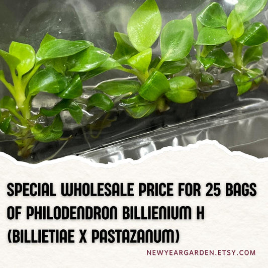 Wholesale Philodendron Billienium H (Billietiae x Pastazanum) Tissue Culture (25 Bags)