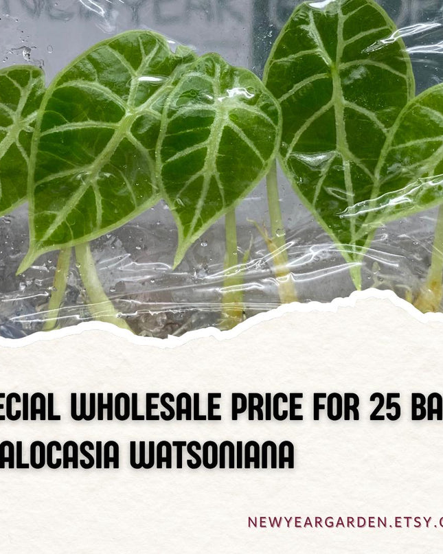 Wholesale Alocasia Watsoniana Tissue Culture (25 Bags)