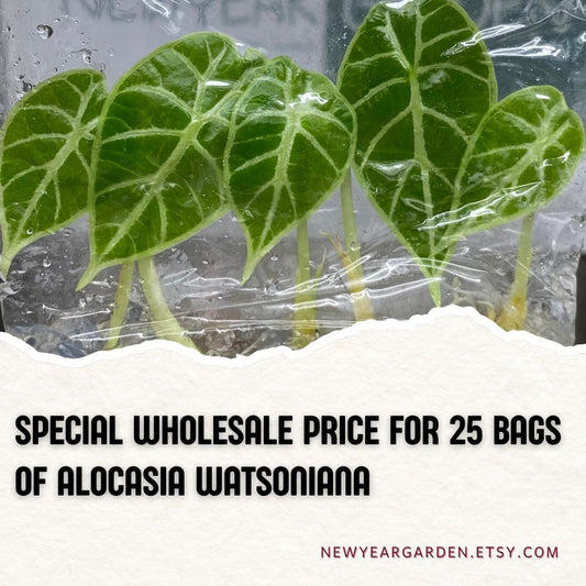 Wholesale Alocasia Watsoniana Tissue Culture (25 Bags)