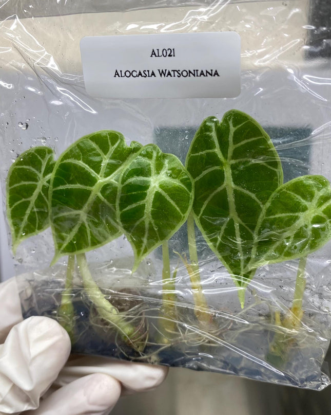 Wholesale Alocasia Watsoniana Tissue Culture (25 Bags)
