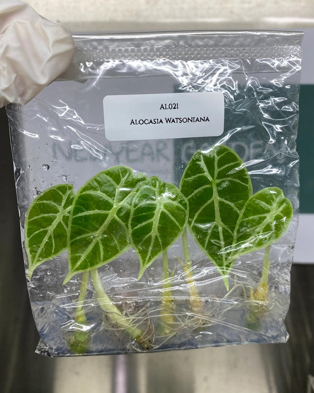 Wholesale Alocasia Watsoniana Tissue Culture (25 Bags)
