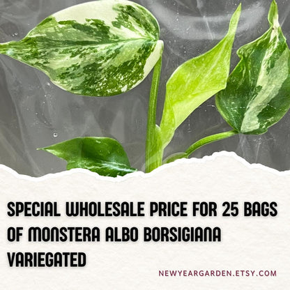 Wholesale Monstera Albo Borsigiana Variegated Tissue Culture (25 Bags)