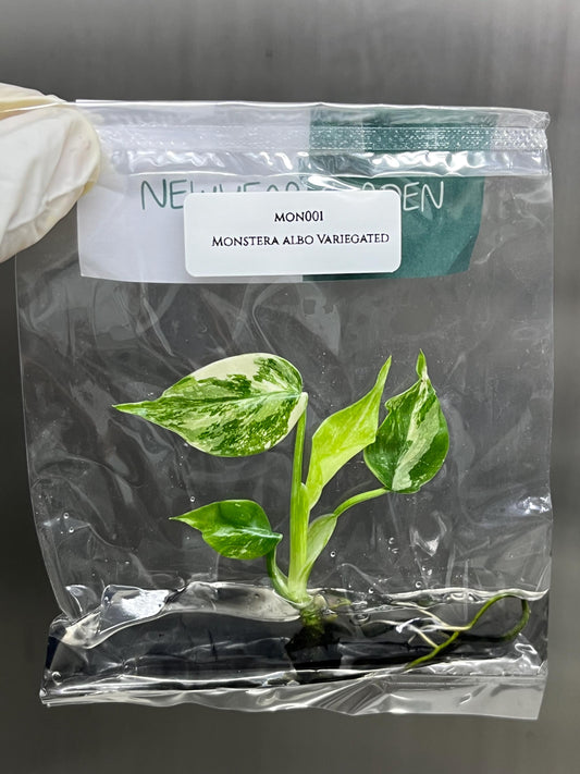 Wholesale Monstera Albo Borsigiana Variegated Tissue Culture (25 Bags)