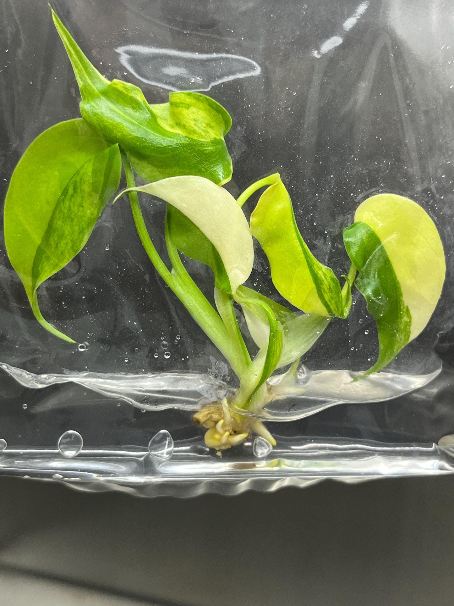 Wholesale Monstera Aurea Borsigiana Variegated Tissue Culture (25 Bags)