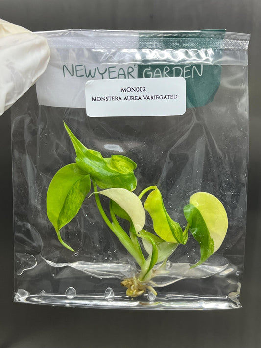 Wholesale Monstera Aurea Borsigiana Variegated Tissue Culture (25 Bags)