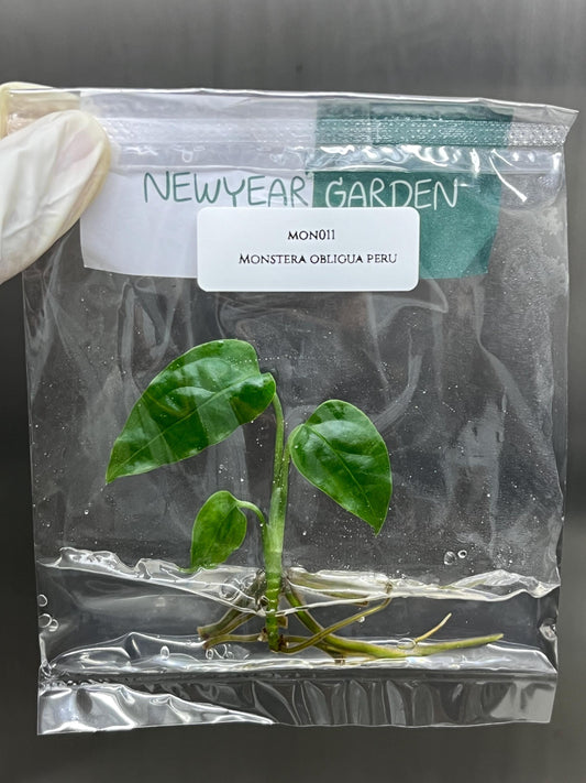 Wholesale Monstera Obliqua Peru Tissue Culture (25 Bags)
