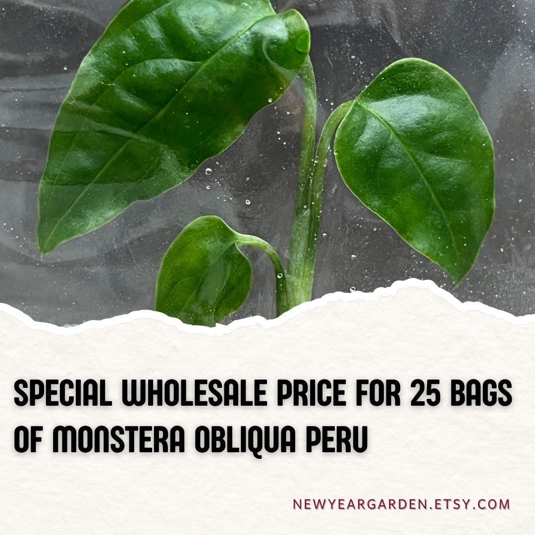 Wholesale Monstera Obliqua Peru Tissue Culture (25 Bags)