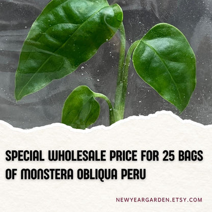 Wholesale Monstera Obliqua Peru Tissue Culture (25 Bags)