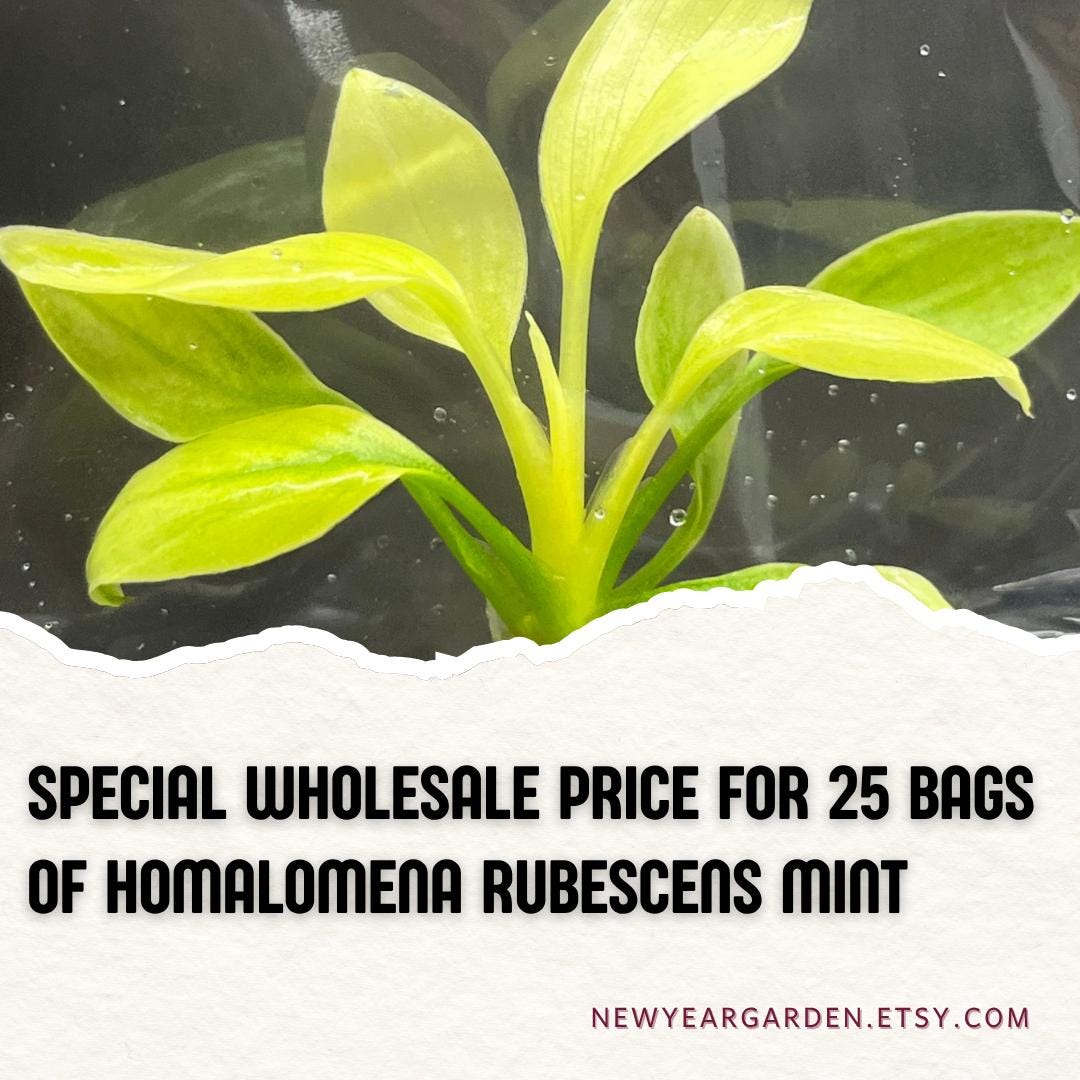 Wholesale Homalomena Rubescens Mint (25 Bags)