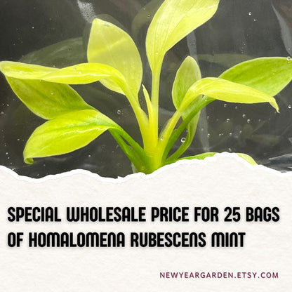 Wholesale Homalomena Rubescens Mint (25 Bags)