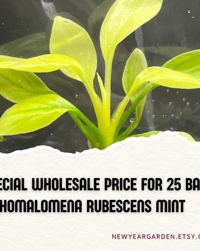 Wholesale Homalomena Rubescens Mint (25 Bags)