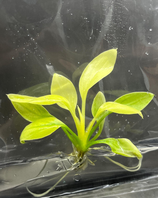 Wholesale Homalomena Rubescens Mint (25 Bags)