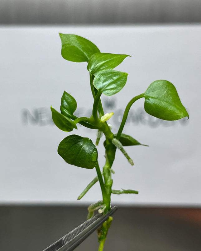 Wholesale Anthurium Big Bill Tissue Culture (25 Bags)