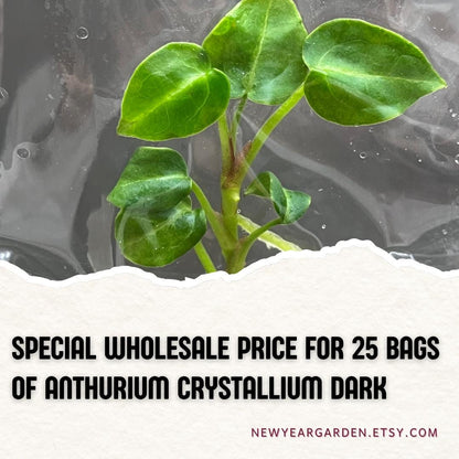 Wholesale Anthurium Crystallium Dark Tissue Culture (25 Bags)