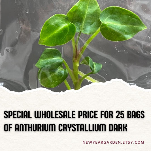 Wholesale Anthurium Crystallium Dark Tissue Culture (25 Bags)