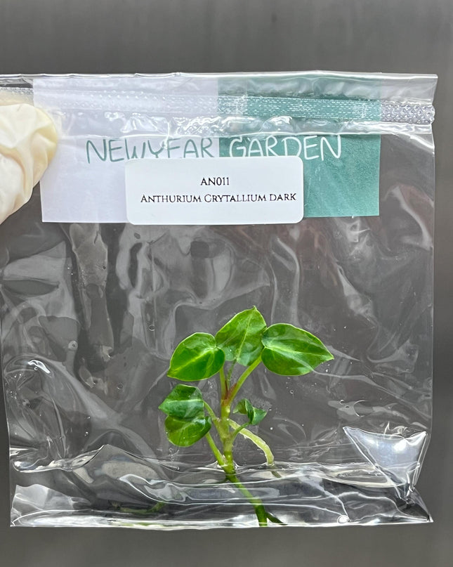 Wholesale Anthurium Crystallium Dark Tissue Culture (25 Bags)