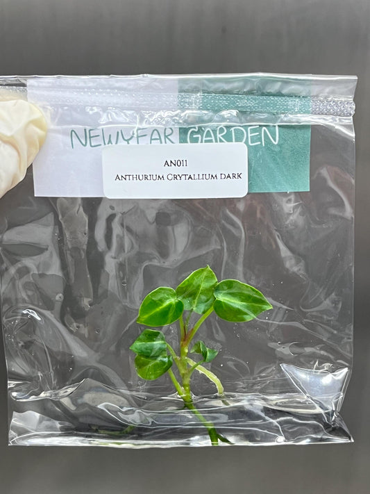 Wholesale Anthurium Crystallium Dark Tissue Culture (25 Bags)