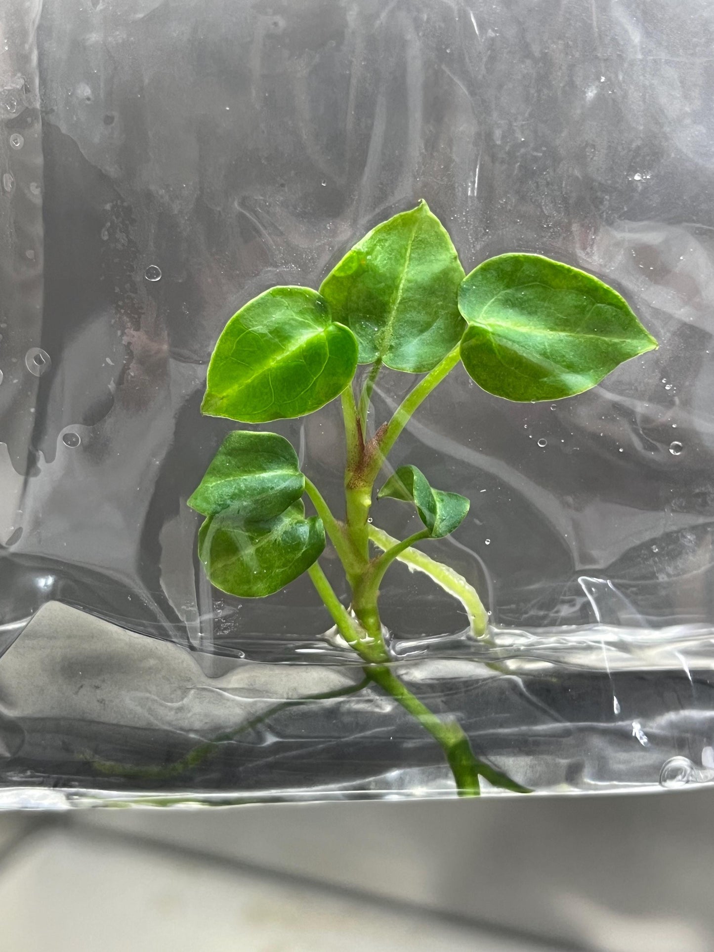 Wholesale Anthurium Crystallium Dark Tissue Culture (25 Bags)