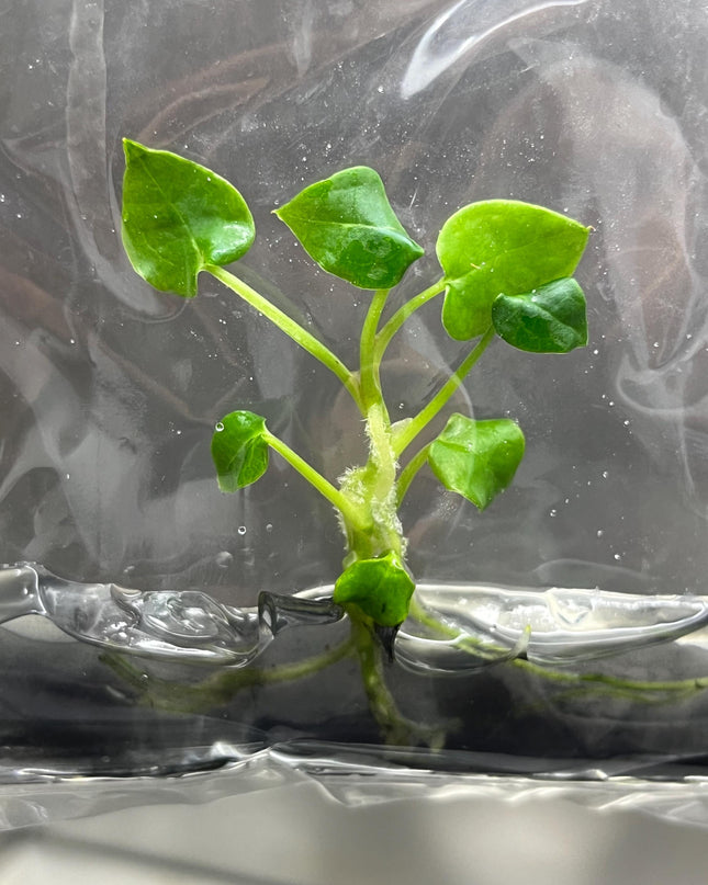 Wholesale Anthurium Forgetii Tissue Culture (25 Bags)