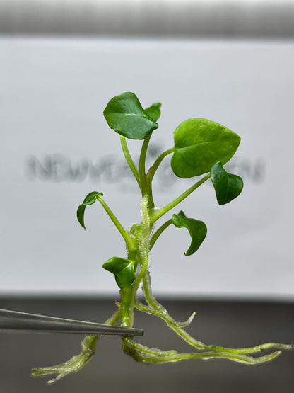 Wholesale Anthurium Forgetii Tissue Culture (25 Bags)