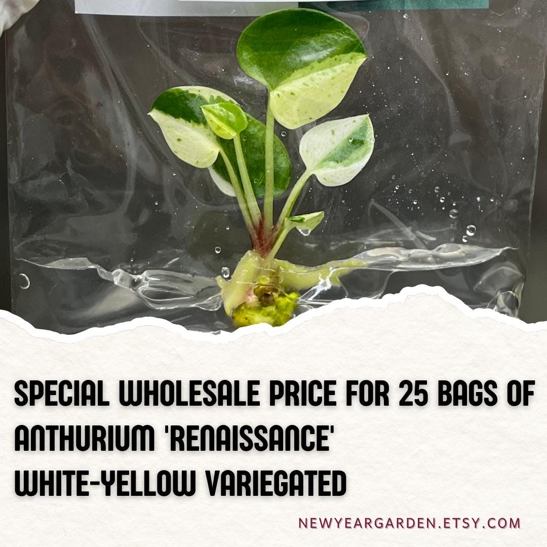 Wholesale Anthurium Renaissance White Yellow Variegated Tissue Culture (25 Bags)