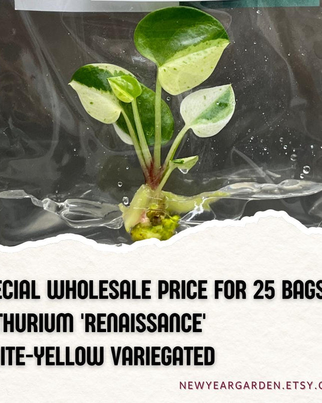 Wholesale Anthurium Renaissance White Yellow Variegated Tissue Culture (25 Bags)
