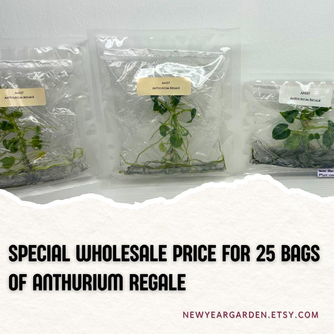 Wholesale Anthurium Regale Tissue Culture (25 Bags)
