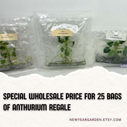 Wholesale Anthurium Regale Tissue Culture (25 Bags)