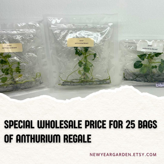 Wholesale Anthurium Regale Tissue Culture (25 Bags)