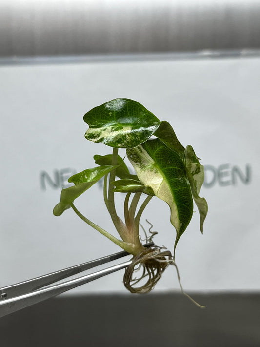 Alocasia Polly Pink Variegated Tissue Culture (1 item/bag)