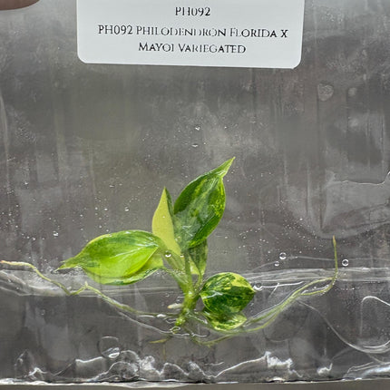 Philodendron Florida x Mayoi Variegated Tissue Culture (1 item/bag)