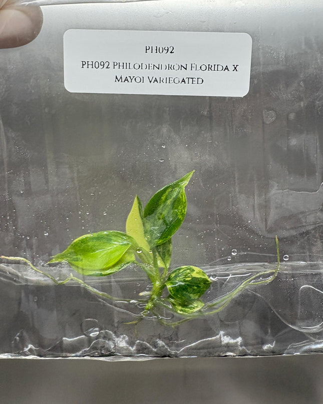 Philodendron Florida x Mayoi Variegated Tissue Culture (1 item/bag)