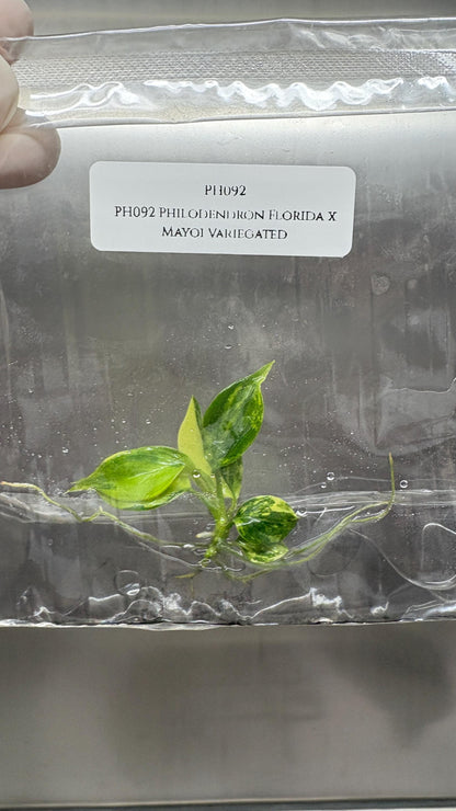 Philodendron Florida x Mayoi Variegated Tissue Culture (1 item/bag)