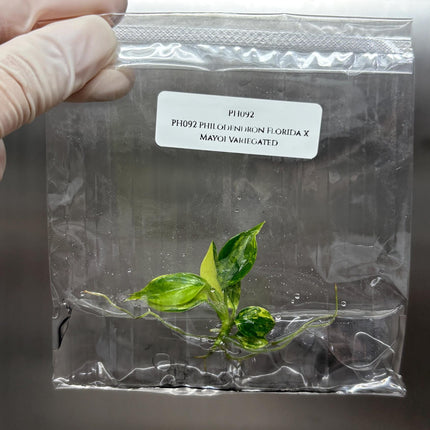 Philodendron Florida x Mayoi Variegated Tissue Culture (1 item/bag)