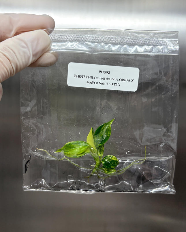 Philodendron Florida x Mayoi Variegated Tissue Culture (1 item/bag)