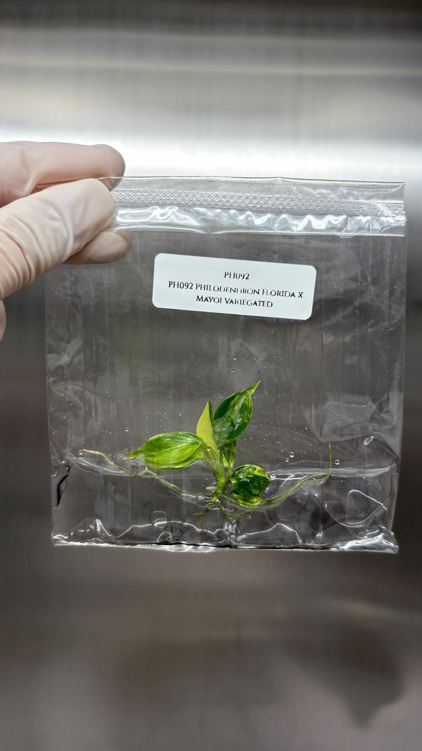 Philodendron Florida x Mayoi Variegated Tissue Culture (1 item/bag)