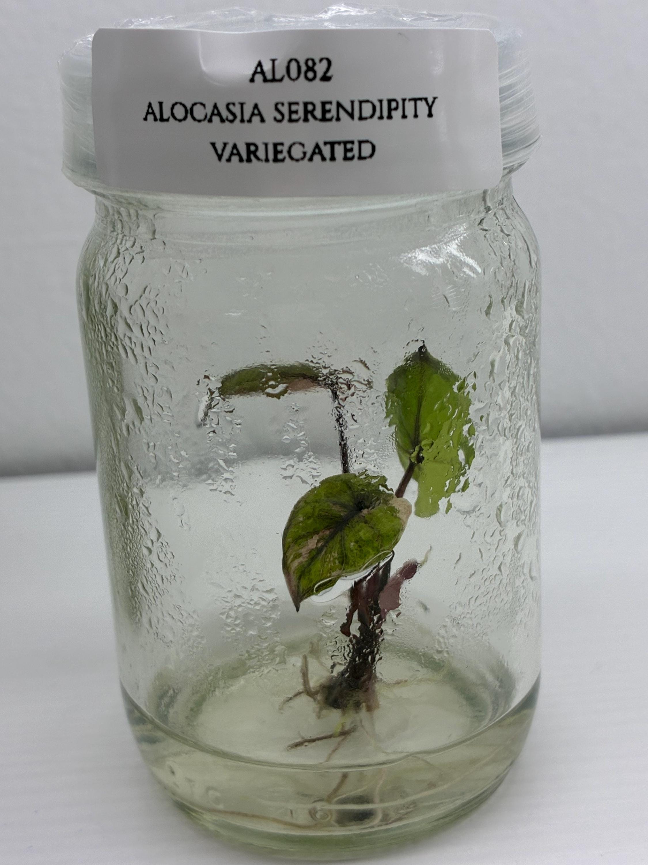 Alocasia Serendipity Variegated (1 plantlet/bag) Tissue culture