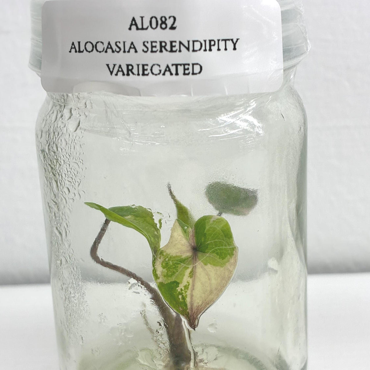 Alocasia Serendipity Variegated (1 plantlet/bag) Tissue culture