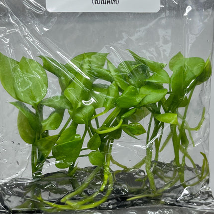 Anthurium Vittarifolium Tissue Culture (5 items/bag)
