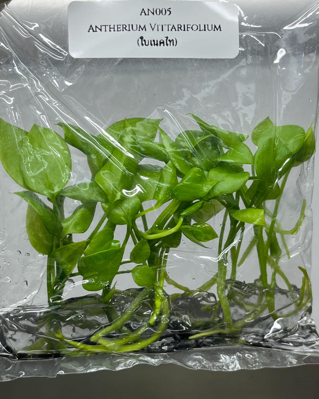 Anthurium Vittarifolium Tissue Culture (5 items/bag)