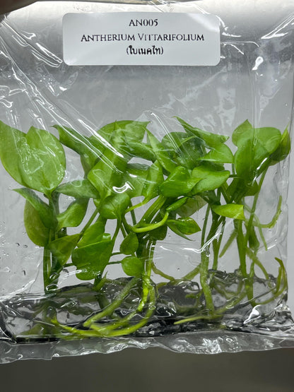 Anthurium Vittarifolium Tissue Culture (5 items/bag)