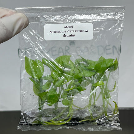 Anthurium Vittarifolium Tissue Culture (5 items/bag)