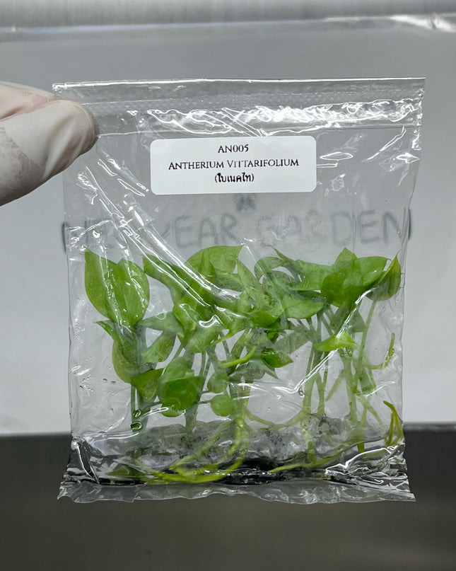 Anthurium Vittarifolium Tissue Culture (5 items/bag)