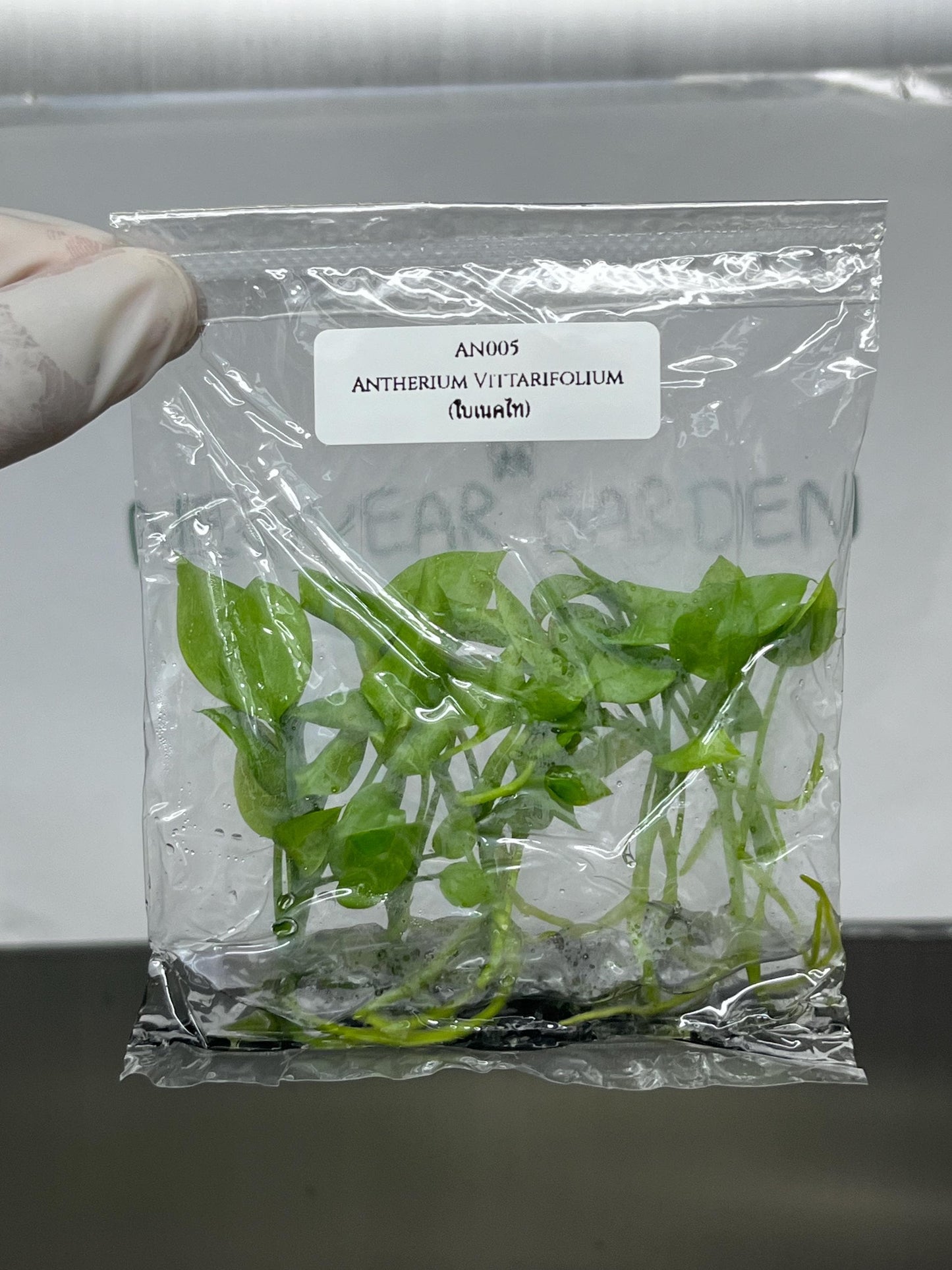 Anthurium Vittarifolium Tissue Culture (5 items/bag)