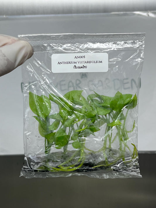 Anthurium Vittarifolium Tissue Culture (5 items/bag)