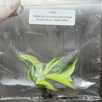 Philodendron Billietiae x Jose Buono Variegated Tissue Culture (1 item/bag)