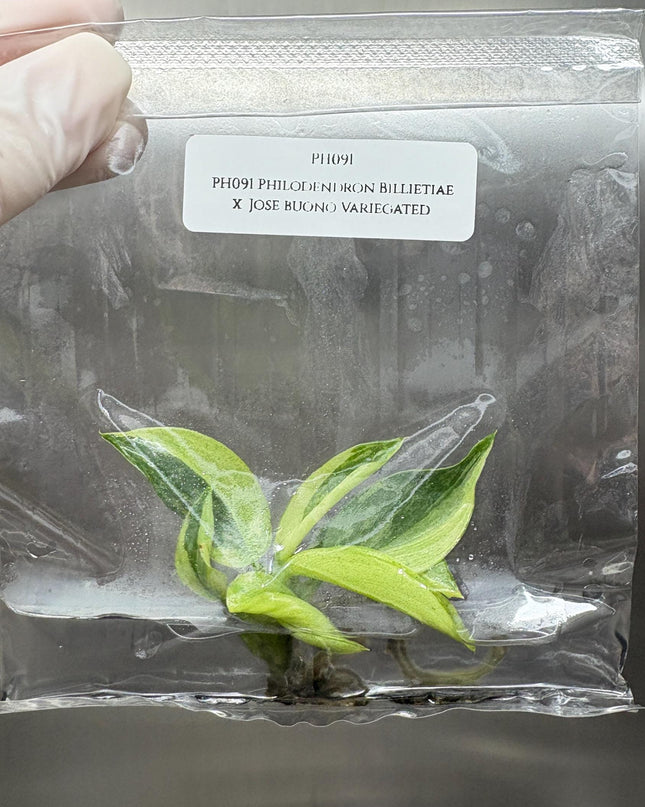 Philodendron Billietiae x Jose Buono Variegated Tissue Culture (1 item/bag)