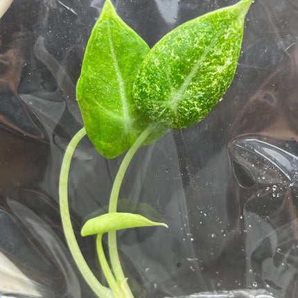Alocasia Black Velvet Ninja-Splash Variegated Tissue Culture (1 item/bag)