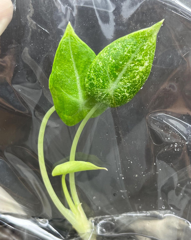 Alocasia Black Velvet Ninja-Splash Variegated Tissue Culture (1 item/bag)