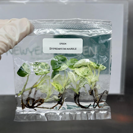 Epipremnum Marble  Tissue Culture (5 items/bag)